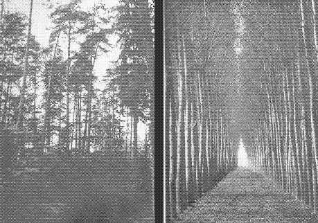The Chad Naturwald vs. the Virgin Nutzforst. I lost my copy of Seeing like a State somewhere, so this specific picture is snatched straight out of Venkatesh Rao’s article on Seeing Like State. (Pages 16-17 of James Scott’s Seeing Like a State)